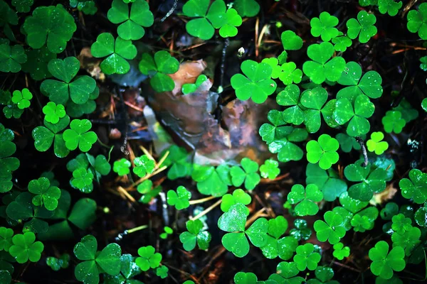 Tło Koniczyny Roślin Cztery Liści Irlandzki Tradycyjny Symbol Dzień Patryka — Zdjęcie stockowe