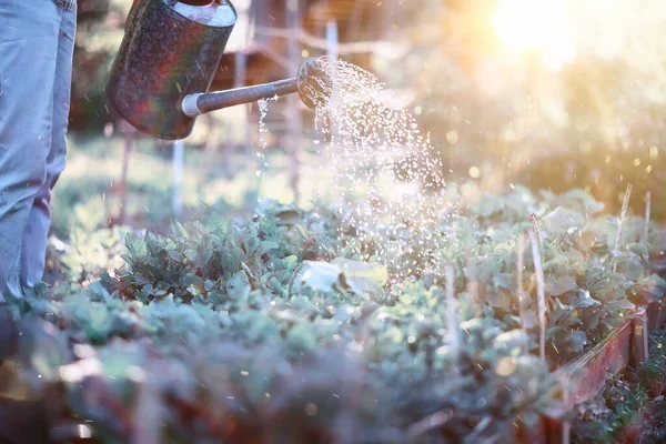 Seorang Petani Menyirami Kebun Sayur Malam Hari Saat Matahari Terbenam — Stok Foto