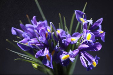 Bir buket taze çiçek. Sevdiğine bayram hediyesi. Sevgililer Günü arkaplanı. Gül, lale, Iris çiçek aranjmanı.