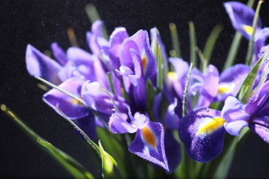 Bir buket taze çiçek. Sevdiğine bayram hediyesi. Sevgililer Günü arkaplanı. Gül, lale, Iris çiçek aranjmanı.