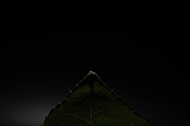 Su damlacıklarıyla bir çiçek yaprağının makro görüntüsü. Bulanık lekelerin arkaplanındaki yaprak ve yaprak dokusu.