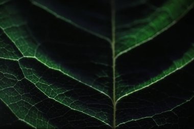 Su damlacıklarıyla bir çiçek yaprağının makro görüntüsü. Bulanık lekelerin arkaplanındaki yaprak ve yaprak dokusu.