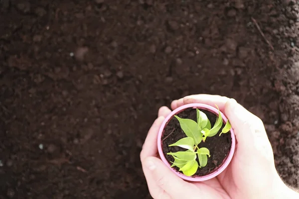 Green sprout on the ground. Spring concept. Seedlings in ground. Updating nature is an idea. Hands plant a sprout in the ground.