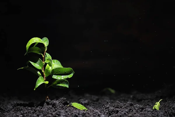 Green sprout on the ground. Spring concept. Seedlings in ground. Updating nature is an idea. Hands plant a sprout in the ground.