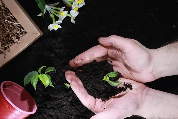 Green sprout on the ground. Spring concept. Seedlings in ground. Updating nature is an idea. Hands plant a sprout in the ground.