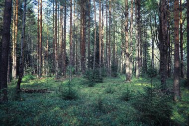 Parlak bahar, şafakta ormanda yeşilleniyor. Doğa ilkbaharın başlarında canlanır..