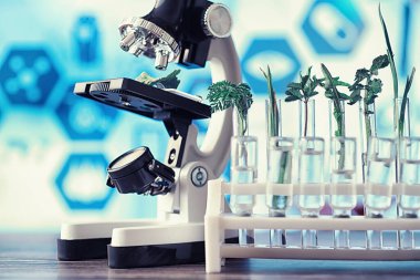 Mikroskop ve laboratuvarda masada ayrılıklar. Yeşiller gmos üzerinde çalışma.