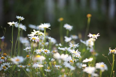 Yabani çiçek. Yeşil çayır pınarındaki küçük çiçekler.