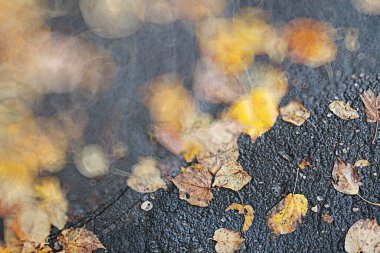 Da sırasında parkta Sonbahar backgroun yağmur