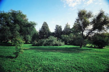Parlak bahar, şafakta ormanda yeşilleniyor. Doğa ilkbaharın başlarında canlanır..