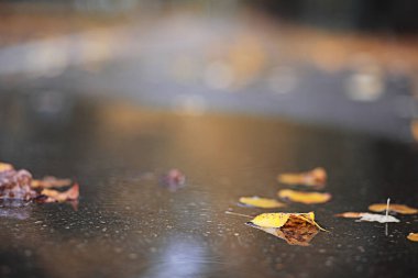 Da sırasında parkta Sonbahar yağmuru