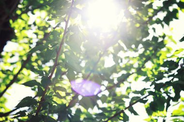 Parlak bahar, şafakta ormanda yeşilleniyor. Doğa ilkbaharın başlarında canlanır..