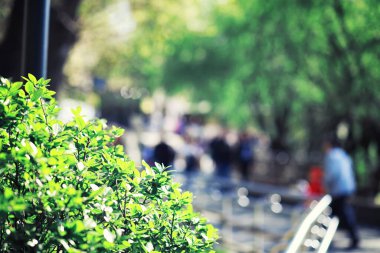 Parlak bahar, şafakta ormanda yeşilleniyor. Doğa ilkbaharın başlarında canlanır..
