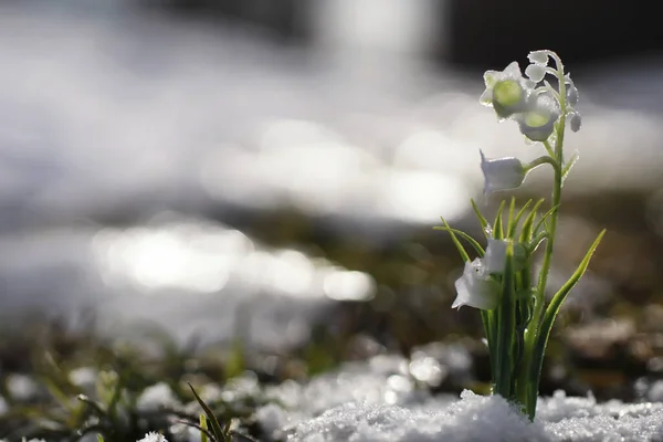 Bahar Çiçekleri Ormandaki Kar Damlaları Kardan Büyür Bahar Güneşinin Ilk — Stok fotoğraf