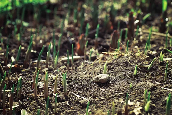 Verduras Primavera Brilhantes Amanhecer Floresta Natureza Ganha Vida Início Primavera — Fotografia de Stock