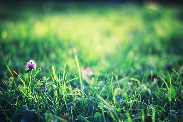 Verdes Brillantes Primavera Amanecer Bosque Naturaleza Cobra Vida Principios Primavera — Foto de Stock