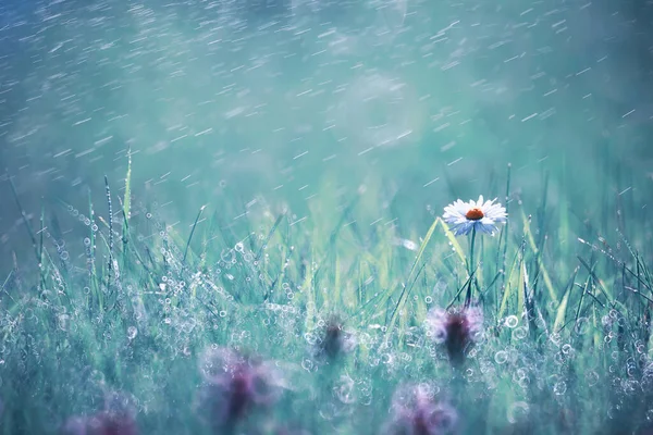 Wildblume Kleine Blumen Auf Einer Grünen Wiese Frühling — Stockfoto