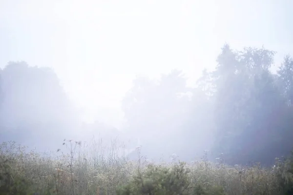 Nebel Auf Dem Feld Abendliche Natur Sommer Mit Weißem Nebel — Stockfoto