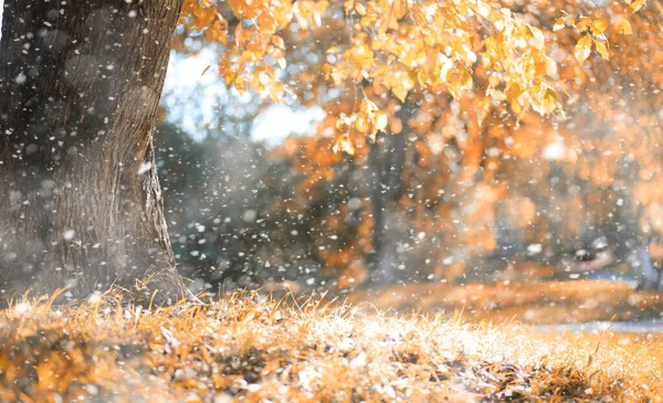 最初のスノの日の秋の公園 — ストック写真