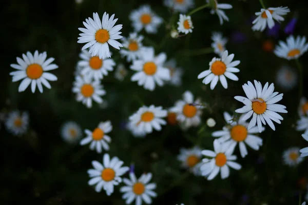 Fiore Selvatico Piccoli Fiori Prato Verde Primavera — Foto Stock