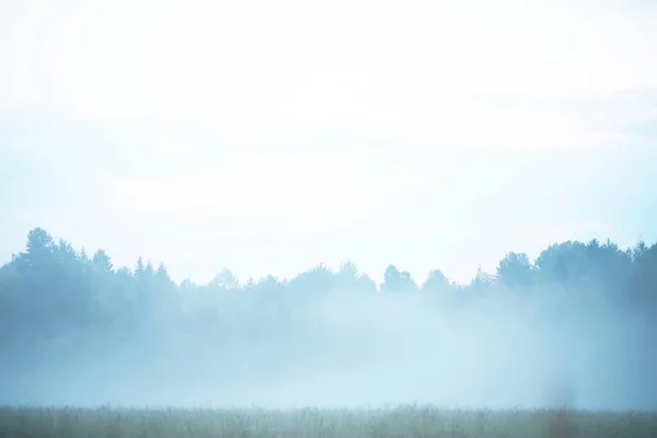 Fog in the field. Evening nature in summer with white fog.
