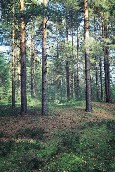 Verdes Brillantes Primavera Amanecer Bosque Naturaleza Cobra Vida Principios Primavera — Foto de Stock