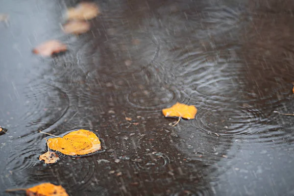 Lluvia Otoño Parque Durante —  Fotos de Stock