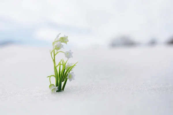 最初の春の花 森の中の雪は雪で成長する 春の太陽の最初の光線の下で谷の花の白いユリ — ストック写真