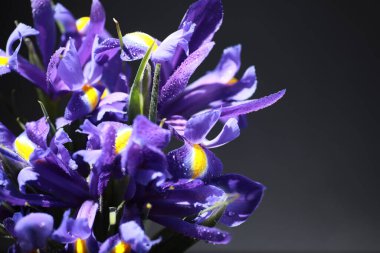 Bir buket taze çiçek. Sevdiğine bayram hediyesi. Sevgililer Günü arkaplanı. Gül, lale, Iris çiçek aranjmanı.