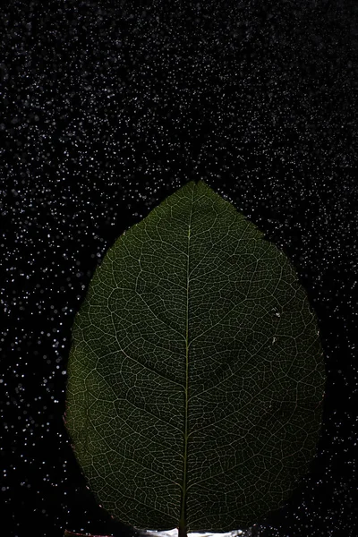 Macro Tiro Uma Pétala Flor Com Salpicos Baixas Água Textura — Fotografia de Stock