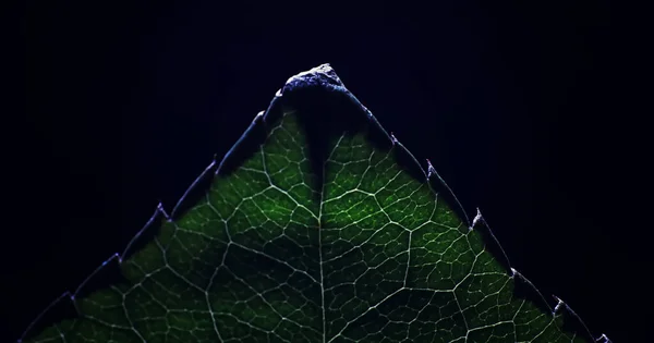 Damlacıklarıyla Bir Çiçek Yaprağının Makro Görüntüsü Bulanık Lekelerin Arkaplanındaki Yaprak — Stok fotoğraf