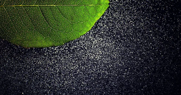 Macro Tiro Uma Pétala Flor Com Salpicos Baixas Água Textura — Fotografia de Stock