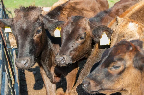 Des veaux. Bébés vaches . — Photo