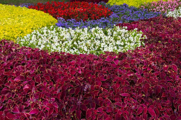 Jardín de flores. Adecuado para fondo . — Foto de Stock