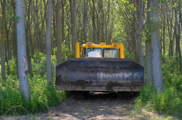 Bulldozer. Preparación mecánica del sitio para la silvicultura. Plantación de álamos . — Foto de Stock