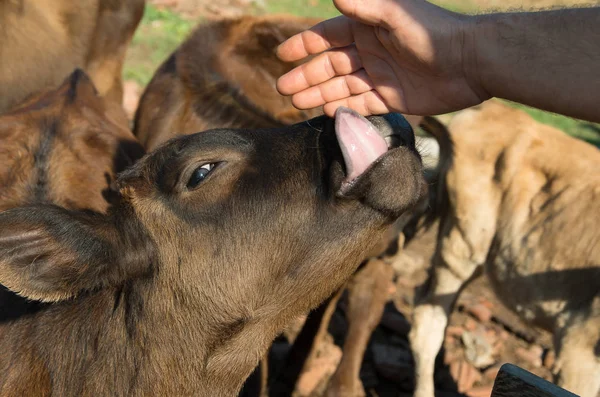 動物の繁殖。子を産みます。赤ちゃん牛. — ストック写真