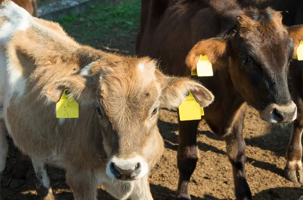 Bébés vaches. Veaux . — Photo