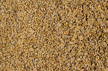 Arpa buğday. Ürün bira üretimi için.