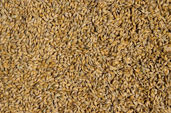 Barley grain. Product for beer production.