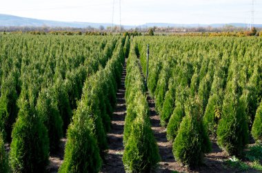 Arborvitae. Goldstrike Cedar. Nursery for many green Thuja in nature. clipart