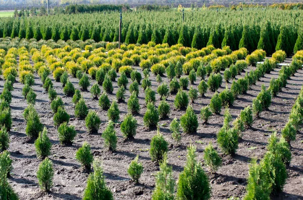 Thuja occidentalis en el centro del jardín. Vivero de plantas . —  Fotos de Stock