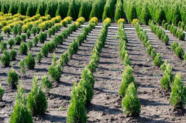 Thuja occidentalis i garden center. Plantskola. — Stockfoto