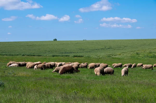 羊の放牧草の中。家畜. — ストック写真