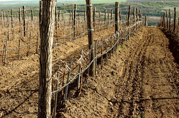 Weinberge im Frühling — Stockfoto