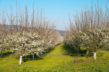 çiçekli - meyve ağaçları bahar