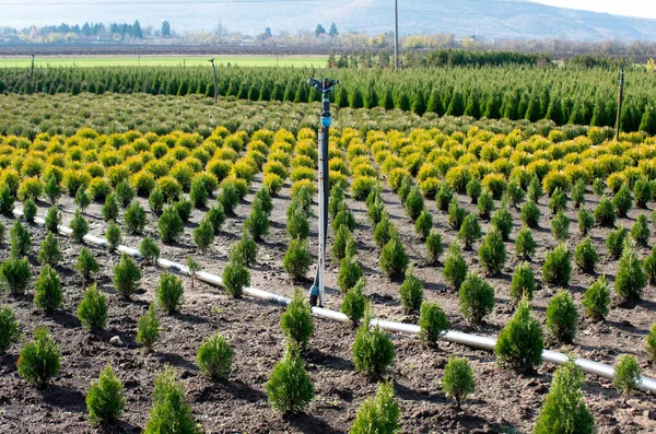 Garden center with coniferous shrubs and trees — Stock Photo, Image