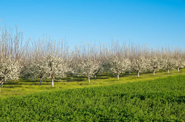 Blüte - Obstbäume im Frühling — Stockfoto