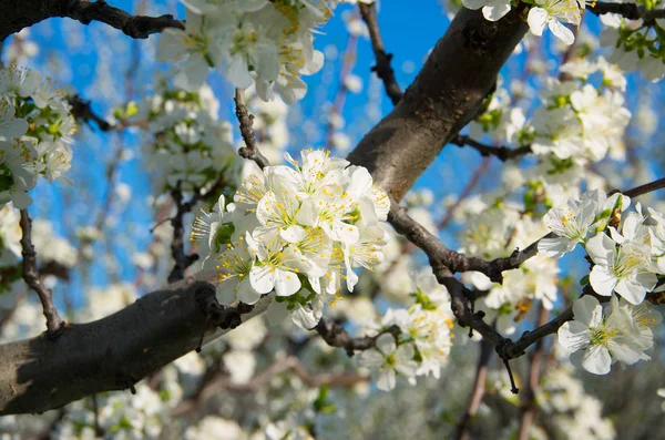 Erik ağaçlarda meyve bahçesinde bahar çiçeği — Stok fotoğraf