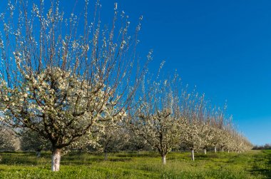 Meyve bahçesi - mavi erik meyve bahçesinde tam çiçeklenme