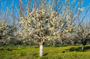 Erik çiçeği orchard güneşli bahar gününde ağaçlarda